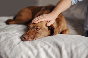 Helping Your Pet Cope with the Grief and Loss of Another Pet Helping Your Pet Cope with the Grief and Loss of Another Pet